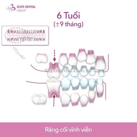 quy trình thay răng của trẻ em từ 6 - 12 tuổi 1