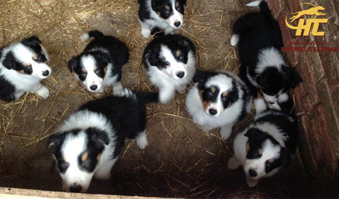 Bán chó Border Collie thuần chủng, giá tốt, có bảo hành