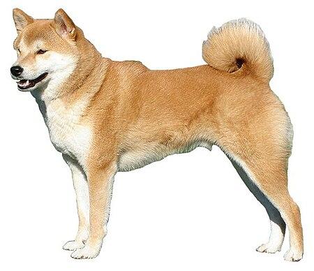 Shiba Inu