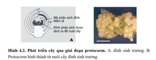 Phát triển cây qua giai đoạn protocorm