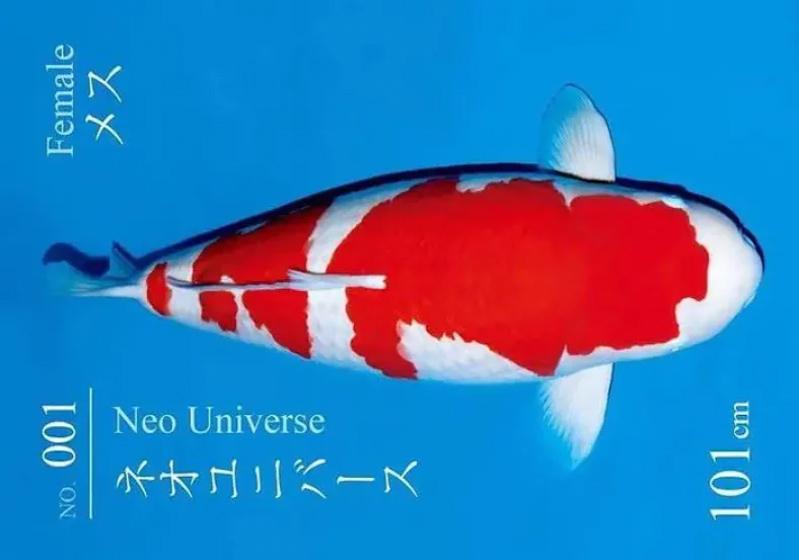 Chân dung cá Koi S Legend thuộc dòng Kohaku Nhật Bản - Cá koi đẹp nhất thế giới