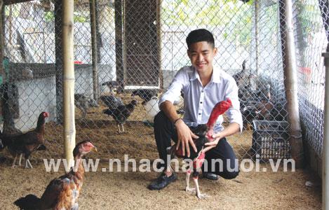 Bí kíp nuôi gà chọi kiếm bạc tỷ mỗi năm của chàng trai trẻ